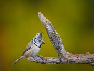 Crested tit (Lophophanes cristatus) sitting on a dry pine branch