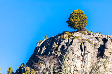 A lonely tree stands up facing the strong winds from Patagonia alone in the top of a rocky...
