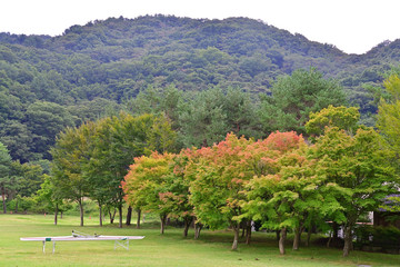 The autumn leaves, there, are extremely beautiful.