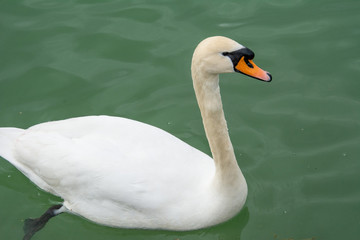 cisne en el lago