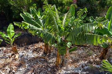 Kanarische Bananen / Insel La Gomera