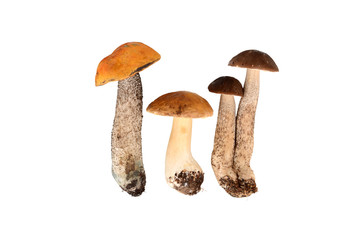 Grzyby na białym tle © SebbPL