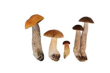 Grzyby na białym tle © SebbPL