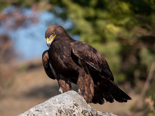Golden eagle (Aquila chrysaetos) on the rock. Golden eagle portrait. Golden eagle sitting on rock. 