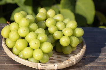 ぶどう（シャインマスカット）