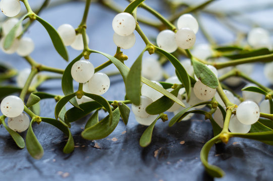 Mistletoe branch on a gray textured background