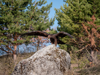 Golden eagle (Aquila chrysaetos) in flyight. Golden eagle portrait. Golden eagle sitting flying. Golden eagle landing on rock.