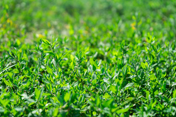 Fototapeta na wymiar grass knotweed close up in the summer.