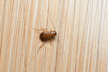 Cockroache nymph on nature background.