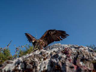 Golden eagle (Aquila chrysaetos) in flyight. Golden eagle portrait. Golden eagle sitting flying. Golden eagle landing on rock.