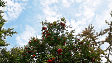 하늘과 나무열매