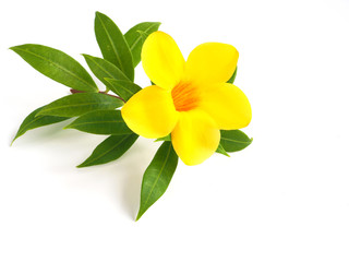  yellow flower with green leaves isolated on white background.. - Powered by Adobe