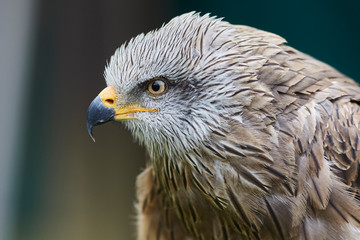 Portrait Vulture in nature from spain