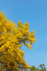 autumn leaves against blue sky