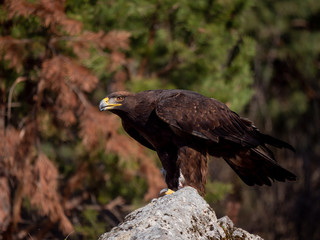 Golden eagle (Aquila chrysaetos) in flyight. Golden eagle portrait. Golden eagle sitting flying. Golden eagle landing on rock.