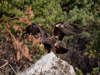 Golden eagle (Aquila chrysaetos) in flyight. Golden eagle portrait. Golden eagle sitting flying. Golden eagle landing on rock.
