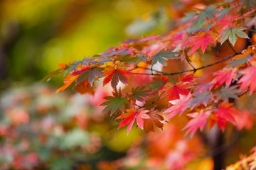 maple leaves in autumn