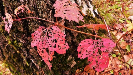 maple leaves in autumn
