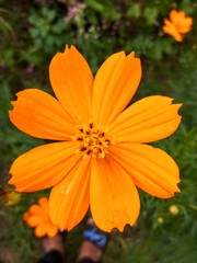 flower of calendula