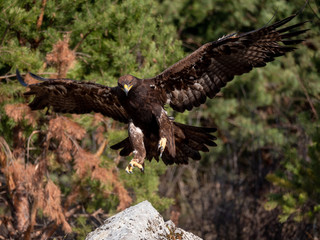 Golden eagle (Aquila chrysaetos) in flyight. Golden eagle portrait. Golden eagle sitting flying. Golden eagle landing on rock.