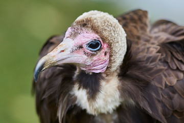 Hooded Vulture in front of an unfocused background