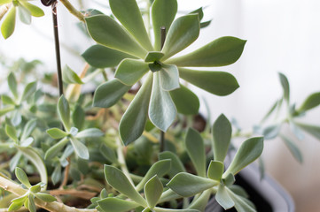 Big echeveria plant with multiple rosettes of different size