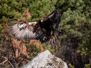 Golden eagle (Aquila chrysaetos) in flyight. Golden eagle portrait. Golden eagle sitting flying. Golden eagle landing on rock.