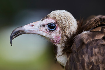 Hooded Vulture in front of an unfocused background