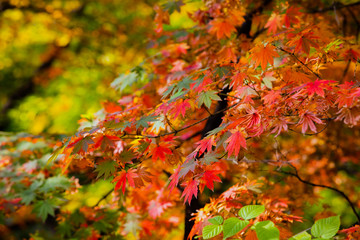 maple leaves in autumn