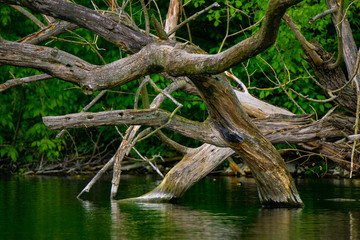Baumstämme spiegeln sich im Wasser