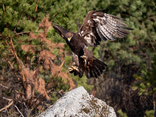 Golden eagle (Aquila chrysaetos) in flyight. Golden eagle portrait. Golden eagle sitting flying. Golden eagle landing on rock.