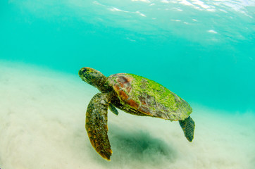Green turtle swim by the sea at San Cristobal Galapagos Islands Ecuador