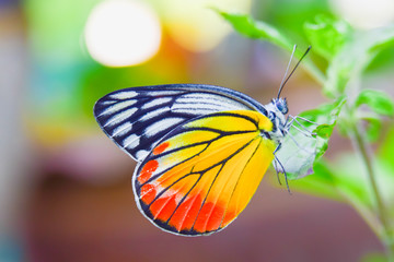 Fototapeta na wymiar Beautiful butterfly sitting on green leaf