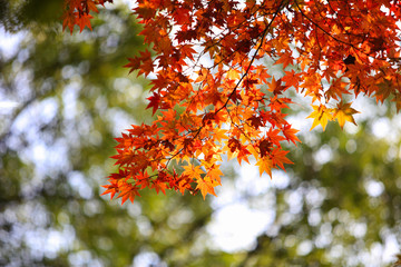 autumn leaves on tree