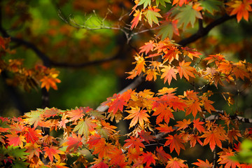 maple leaves in autumn