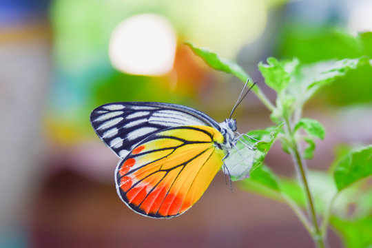 Beautiful butterfly sitting on green leaf