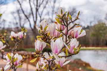 Blooming magnolia tree in the garden © stocktr