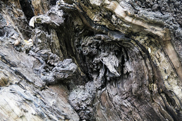 Wood texture of a big old tree.