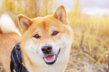 Dog breed Shiba Inu close-up on a background of autumn nature. Japanese purebred dog.