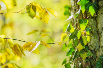Colorful trees in the forest in the autumn