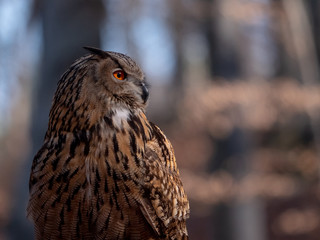 Eurasian eagle-owl (Bubo Bubo) in autumn forest. Eurasian eagle owl sitting on tree. Owl in forest.