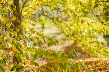 Colorful trees in the forest in the autumn