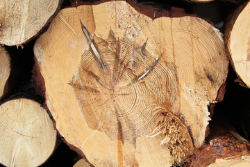 Sawed wood closeup in warm colors.