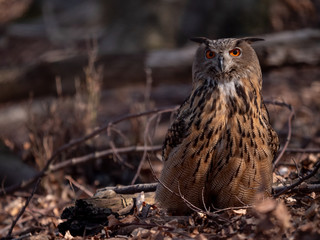 Eurasian eagle-owl (Bubo Bubo) in autumn forest. Eurasian eagle owl sitting on tree. Owl in forest.