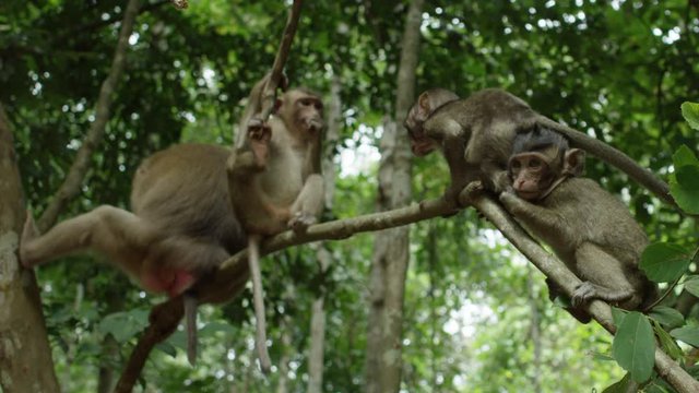 Family of Monkeys Playing on Branches of Tree in Cambodia.  Slow Motion Shot on Red Epic Helium