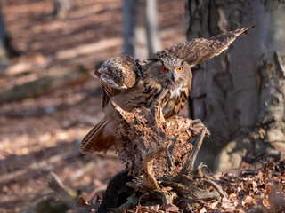Eurasian eagle-owl (Bubo Bubo) in autumn forest. Eurasian eagle owl landing. Owl flying in forest. Eurasian eagle owl in flight.
