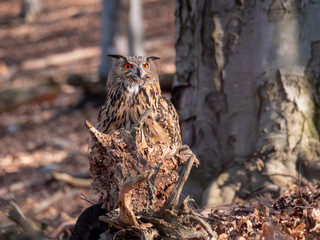 Eurasian eagle-owl (Bubo Bubo) in autumn forest. Eurasian eagle owl sitting on tree. Owl in forest.