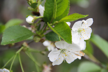 Cherry branches and flowers with blurred background.