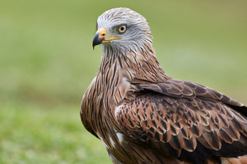 Portrait of a vulture in nature
