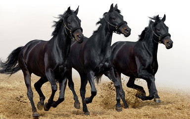 Dark horses